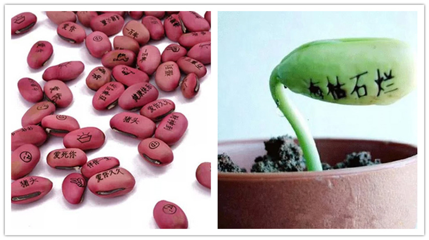 魔豆，我的愿望可以像花一样绽放吗？